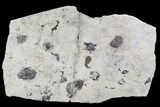 Utaspis Trilobite Multiple Plate - Marjum Formation, Utah #106186-2